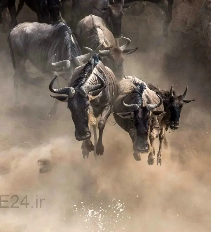 ۵۰ شکار حیرت‌انگیز از طبیعت وحشی؛ شاهکارهای عکاسی که نفس‌گیرند!