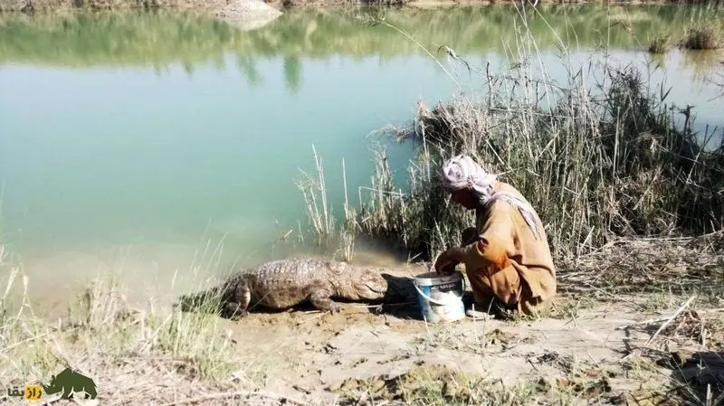 ملک‌دینار شجره