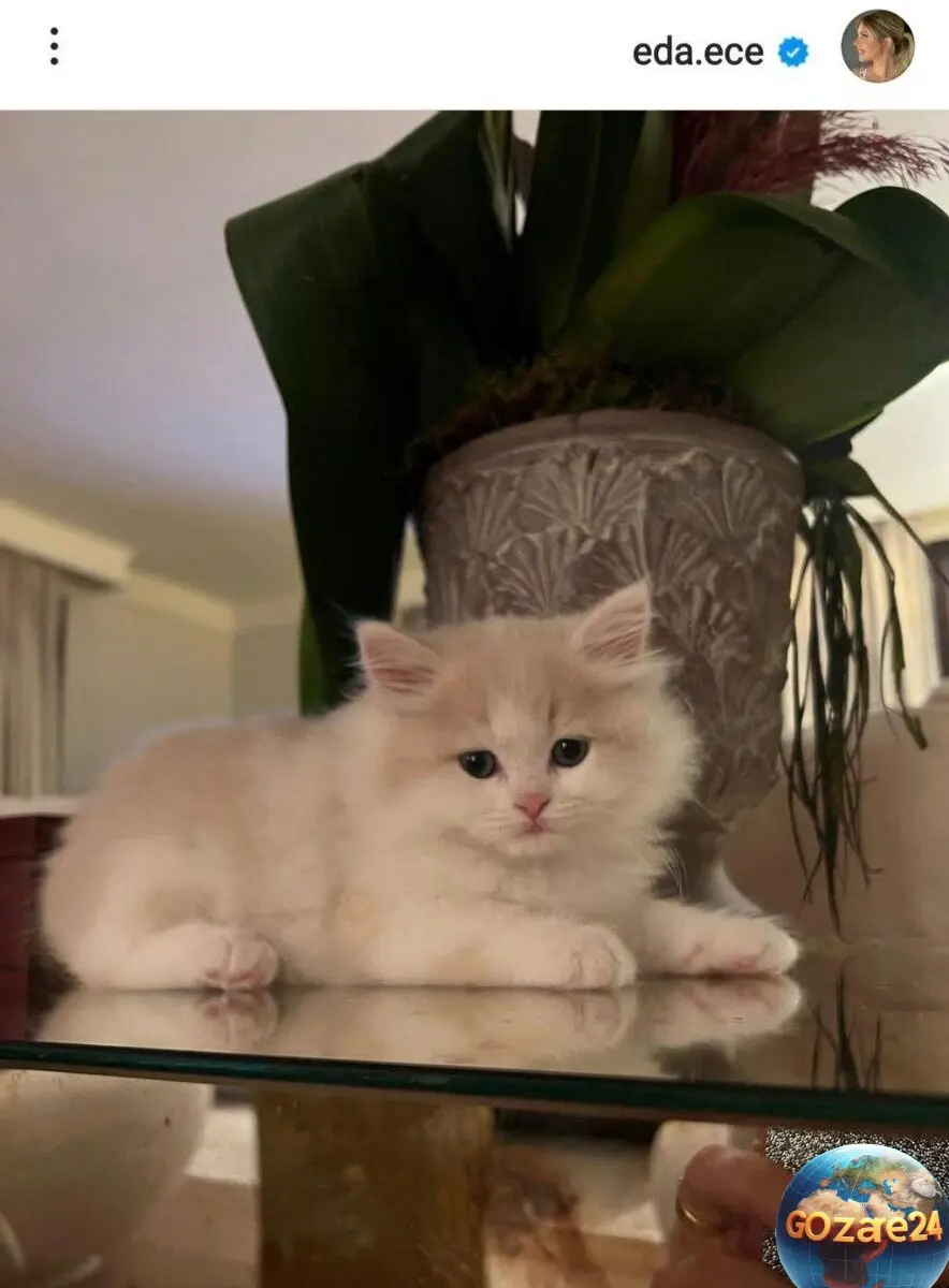 گربه ادا اجه 
