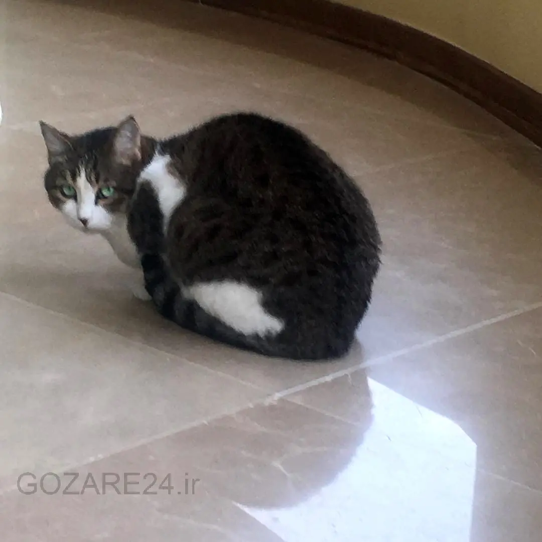 مائده طهماسبی و فرهاد آئیش