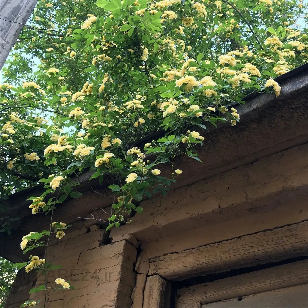 مائده طهماسبی و فرهاد آئیش