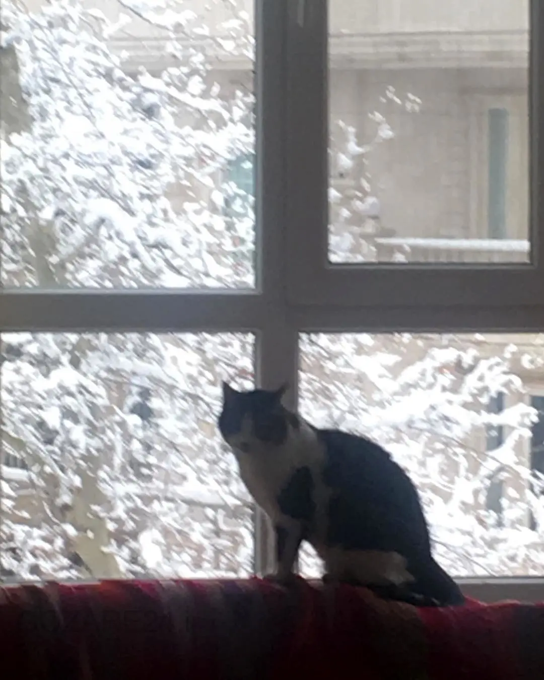 مائده طهماسبی و فرهاد آئیش