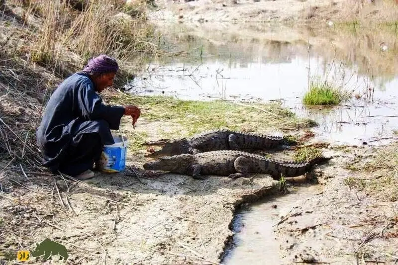 ملک‌دینار شجره