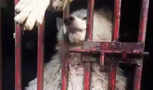 سگی در جشنواره کن ۲۰۲۵