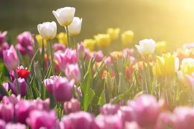 پیام‌های تبریک نوروز برای کسانی که سال سختی را گذرانده‌اند | دلگرمی و امید