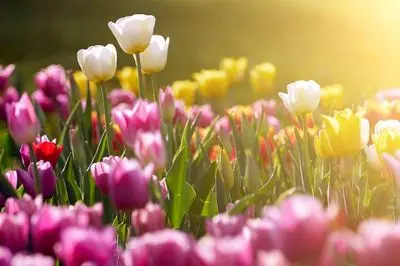 پیام‌های تبریک نوروز برای کسانی که سال سختی را گذرانده‌اند | دلگرمی و امید