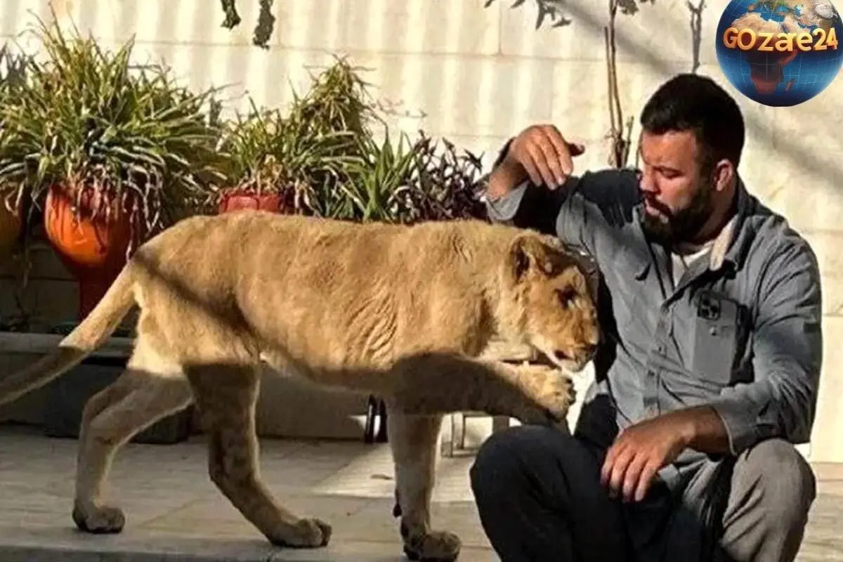 مرگ غم‌انگیز توله شیر باغ‌وحش ارم؛ امیرعلی اکبری با بغض از پایان غم‌انگیز آن خبر داد