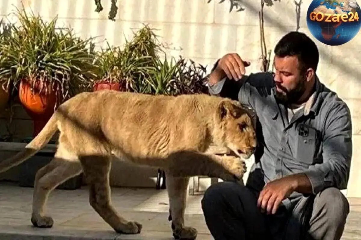 مرگ غم‌انگیز توله شیر باغ‌وحش ارم؛ امیرعلی اکبری با بغض از پایان غم‌انگیز آن خبر داد