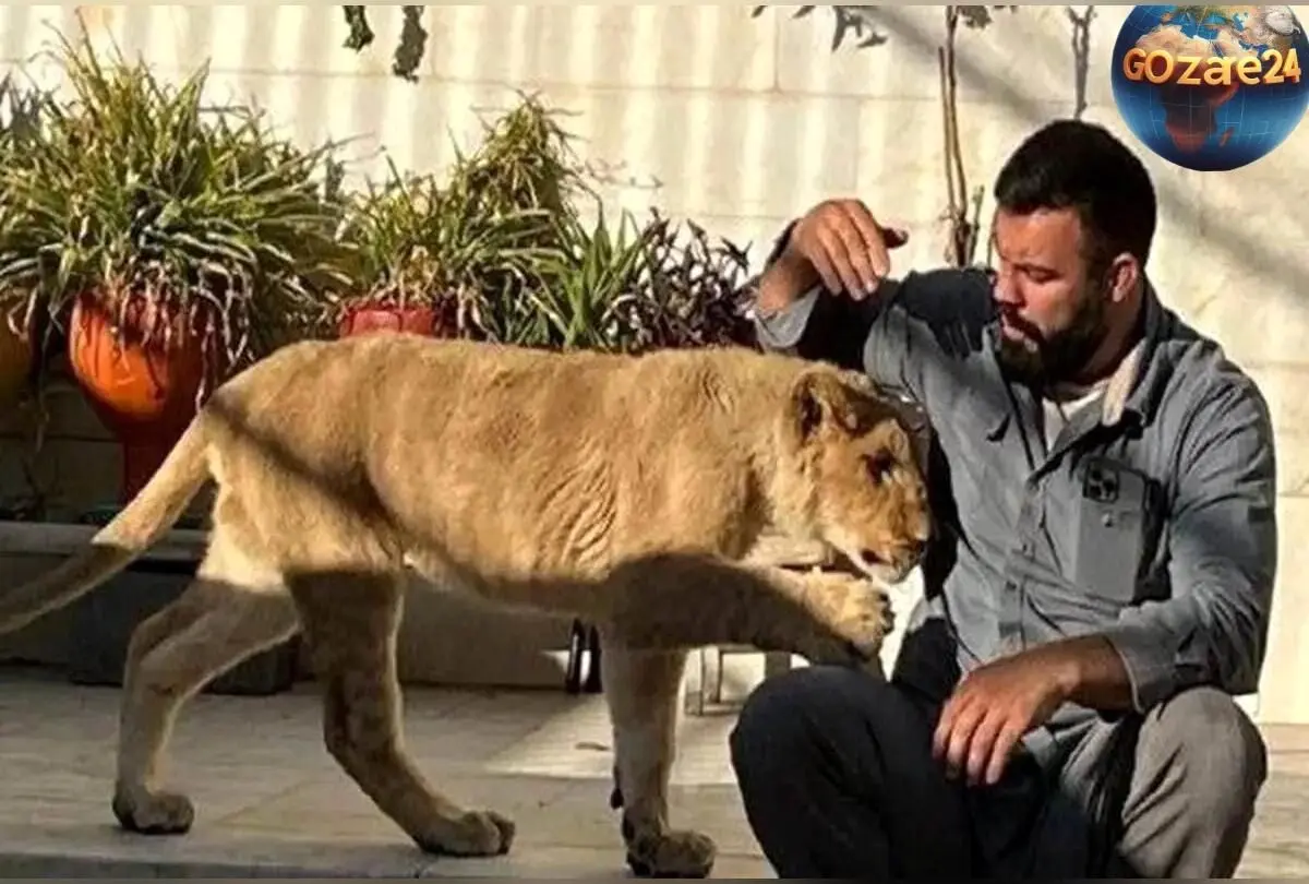 مرگ غم‌انگیز توله شیر باغ‌وحش ارم؛ امیرعلی اکبری با بغض از پایان غم‌انگیز آن خبر داد