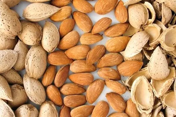 تعبیر خواب بادام: از نگاه سنتی تا روان‌شناسی مدرن در ۷ روایت
