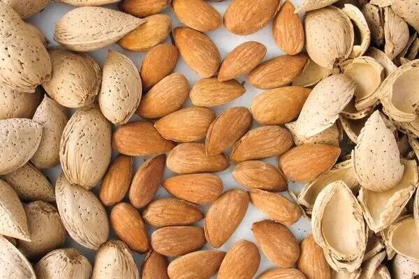 تعبیر خواب بادام: از نگاه سنتی تا روان‌شناسی مدرن در ۷ روایت