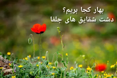 بهار کجا بریم؟ دشت شقایق‌های جلفا؛ تابلوی سرخ طبیعت در دل آذربایجان