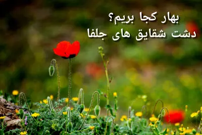 بهار کجا بریم؟ دشت شقایق‌های جلفا؛ تابلوی سرخ طبیعت در دل آذربایجان