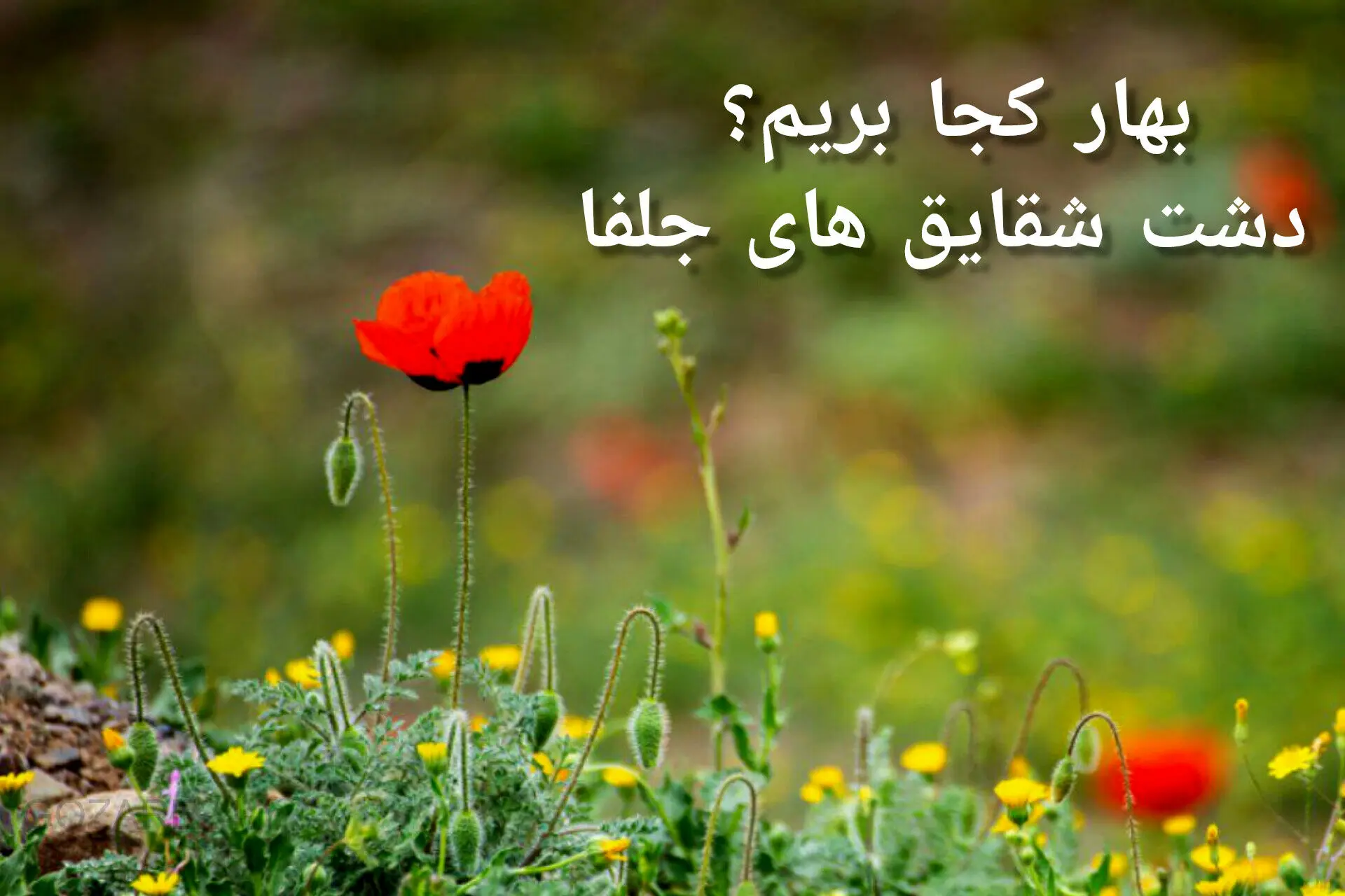 بهار کجا بریم؟ دشت شقایق‌های جلفا؛ تابلوی سرخ طبیعت در دل آذربایجان