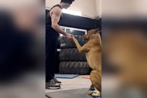 نگاهی به پرش استثنایی رضا علیپور در تمرینات سنگ‌نوردی + ویدئو | رکوردشکنی و تکنیک بی‌نظیر ورزشکار ایرانی