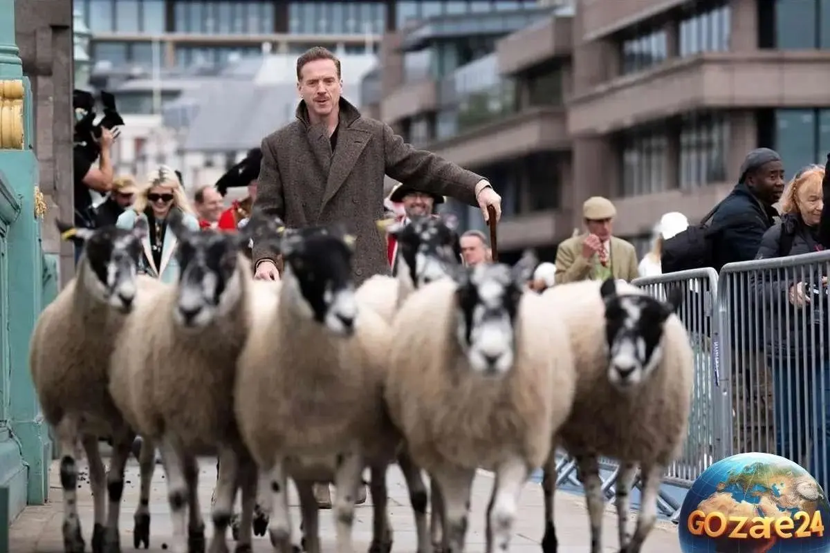 دیمین لوئیس در لباس چوپان واقعی گوسفندان را از روی پل تاریخی لندن عبور داد!