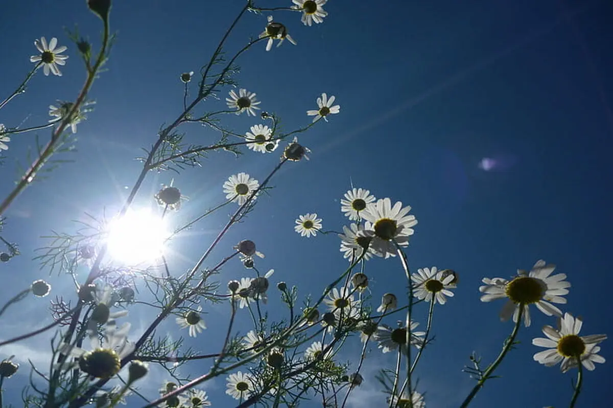 
متن الهام‌بخش روز ۳۰ اسفند ۱۴۰۳ | آستانه‌ی نو شدن