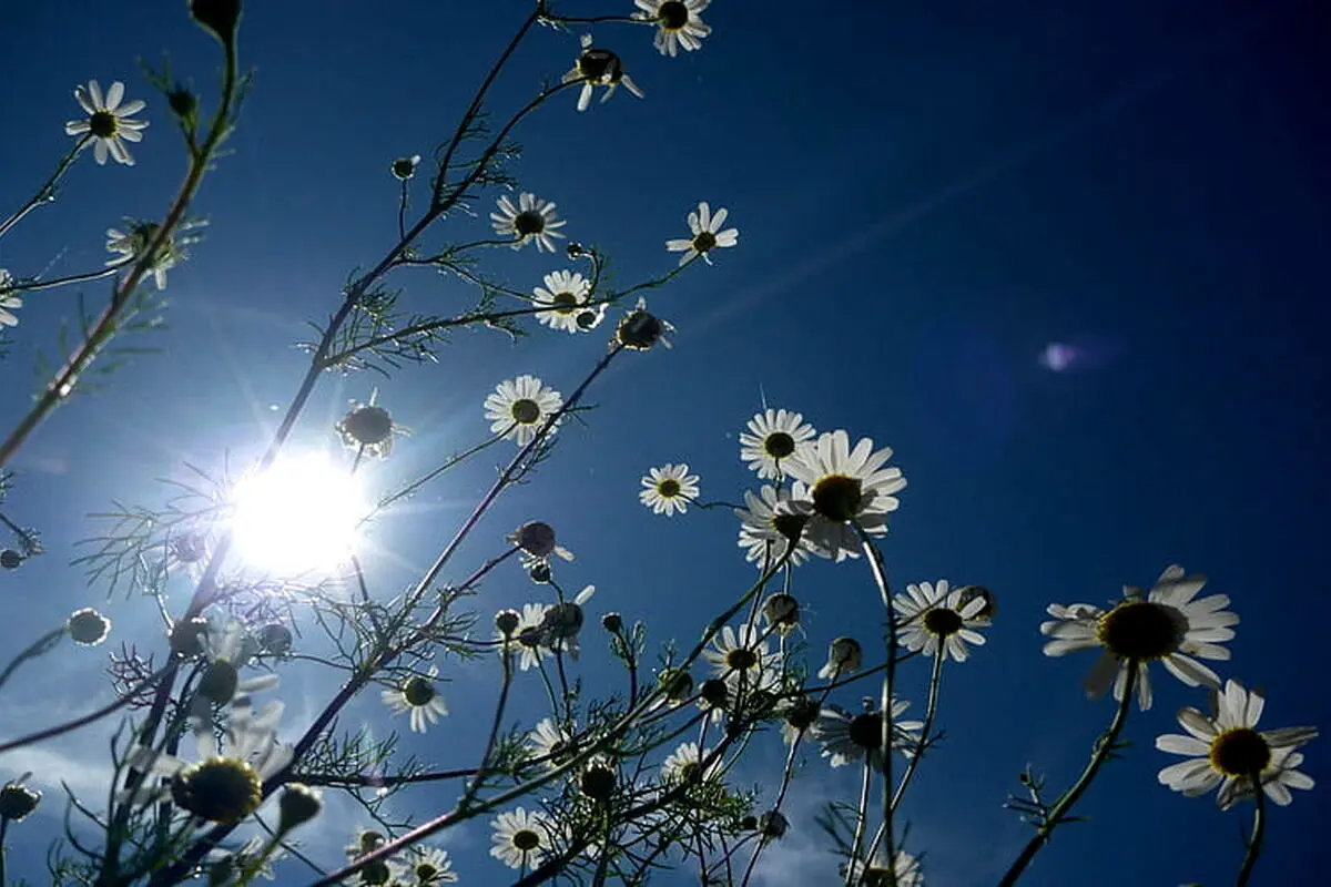 
متن الهام‌بخش روز ۳۰ اسفند ۱۴۰۳ | آستانه‌ی نو شدن