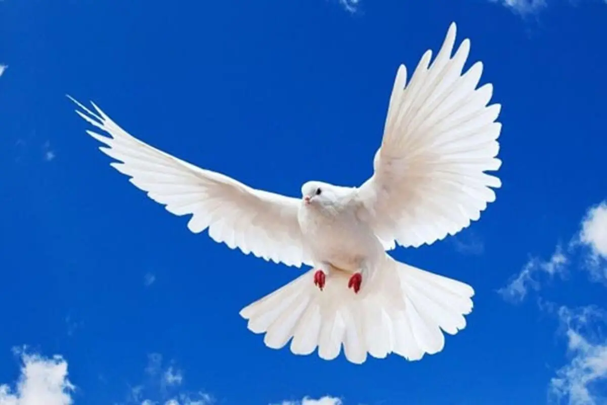 جملات الهام‌بخش روز ۲۶ خرداد ۱۴۰۴ | امیدی که آرام می‌سازد