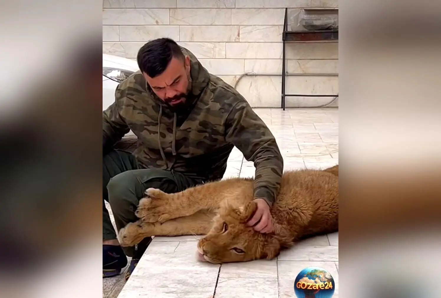تولّه‌شیر امیر علی‌اکبری در پارک ارم توسط دو شیر دیگر کشته شد | جزئیات حادثه و واکنش ورزشکار
