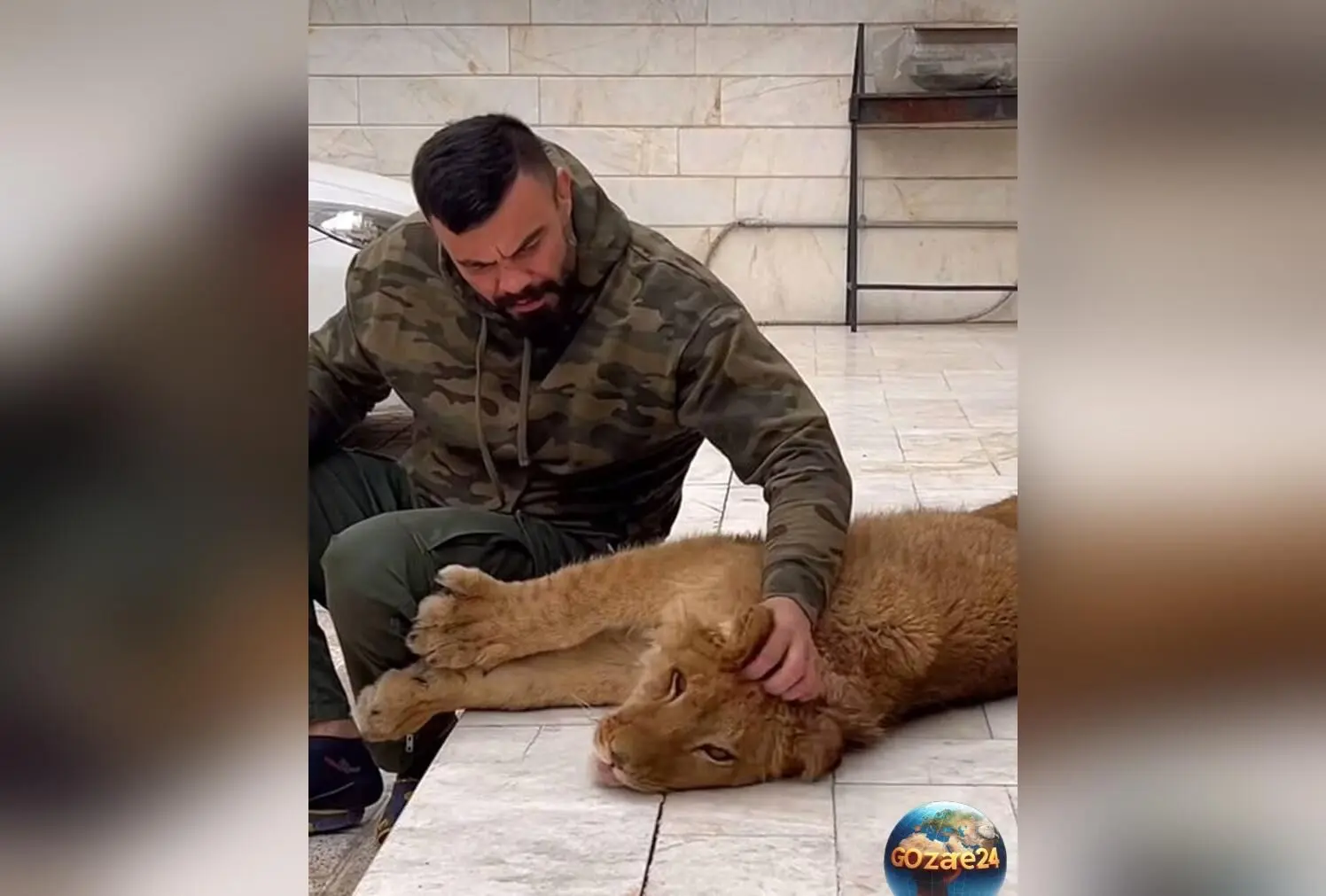 تولّه‌شیر امیر علی‌اکبری در پارک ارم توسط دو شیر دیگر کشته شد | جزئیات حادثه و واکنش ورزشکار