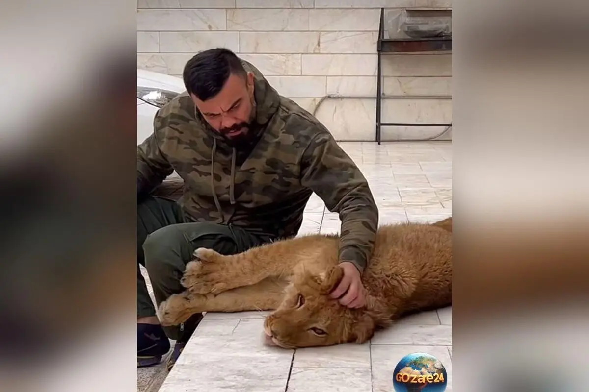تولّه‌شیر امیر علی‌اکبری در پارک ارم توسط دو شیر دیگر کشته شد | جزئیات حادثه و واکنش ورزشکار