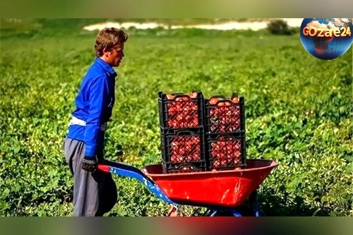 ابتکاری کشاورز تبریزی در آبیاری قطره‌ای با شیشه‌های پلاستیکی؛ راهکار خلاقانه در مقابله با بحران بی‌آبی