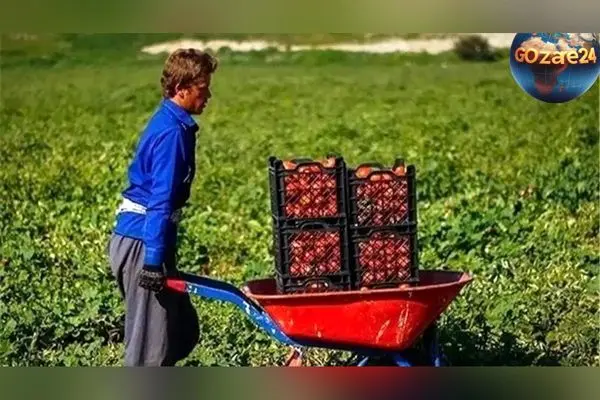 ابتکاری کشاورز تبریزی در آبیاری قطره‌ای با شیشه‌های پلاستیکی؛ راهکار خلاقانه در مقابله با بحران بی‌آبی