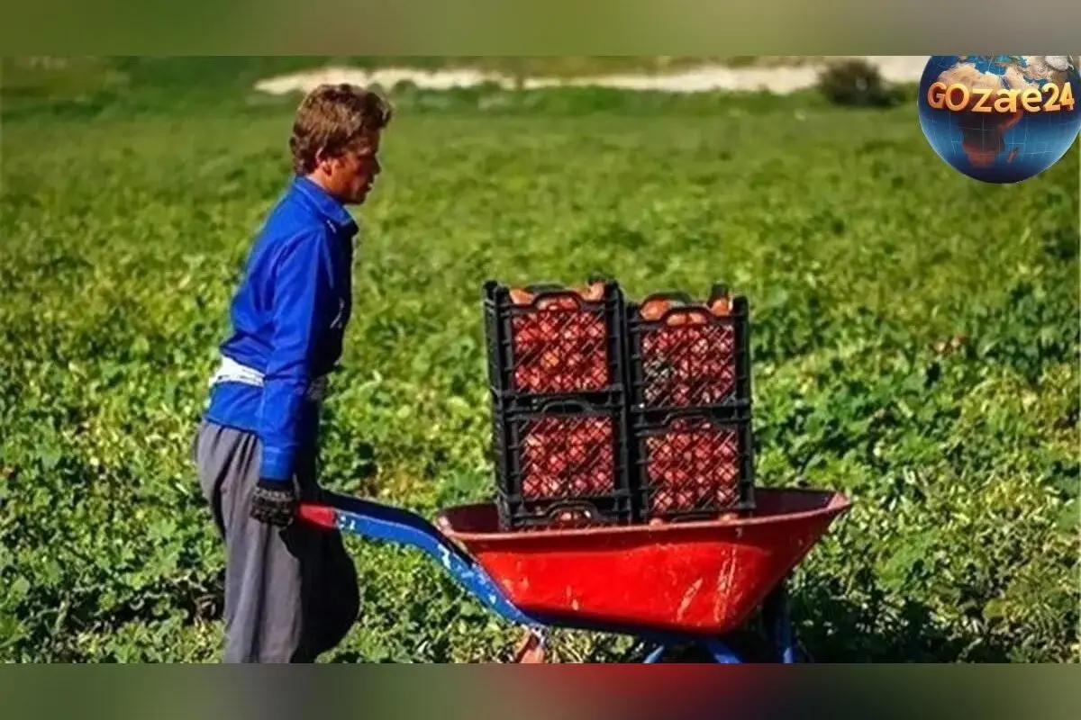 ابتکاری کشاورز تبریزی در آبیاری قطره‌ای با شیشه‌های پلاستیکی؛ راهکار خلاقانه در مقابله با بحران بی‌آبی