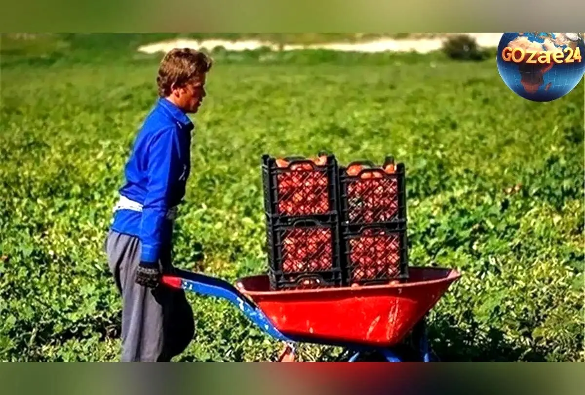 ابتکاری کشاورز تبریزی در آبیاری قطره‌ای با شیشه‌های پلاستیکی؛ راهکار خلاقانه در مقابله با بحران بی‌آبی