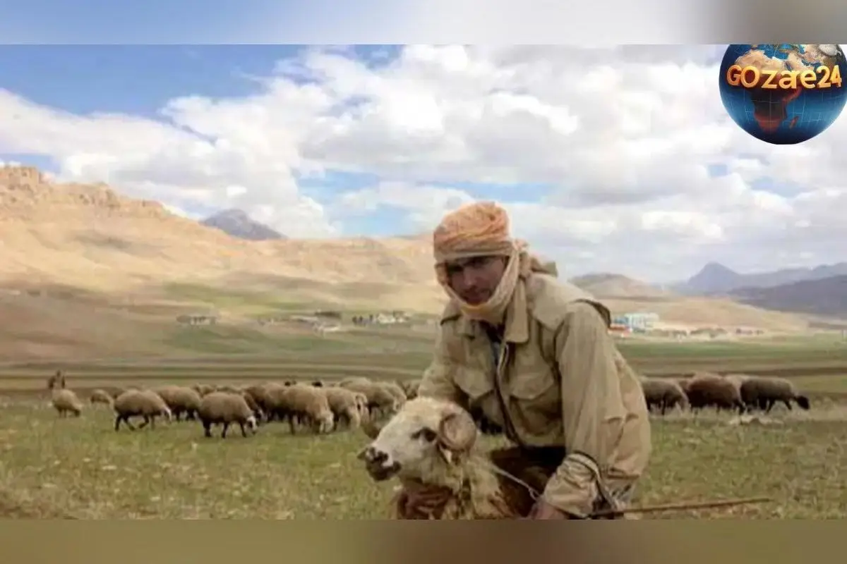 خلاقیت جالب چوپان ایرانی با ساخت صندلی راحت برای الاغش؛ ابتکاری نوین در دل طبیعت