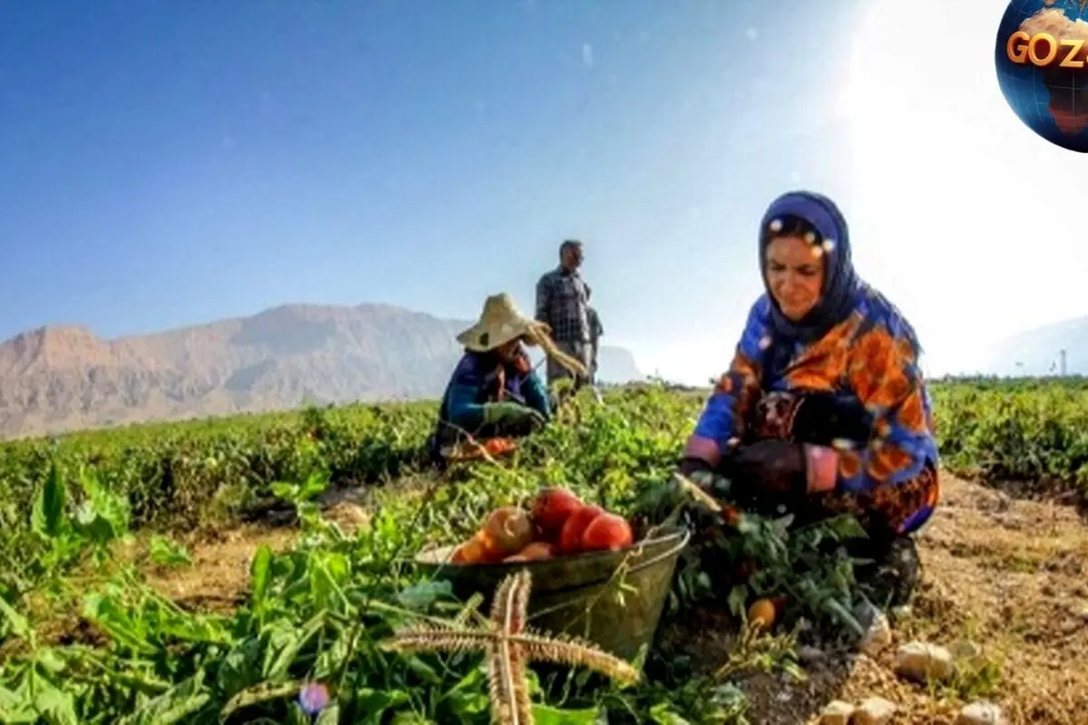 کشف خلاقیت بی‌نظیر کشاورز تبریزی در پیوند زدن درختان گردو و ساخت حماسه‌ای متفاوت
