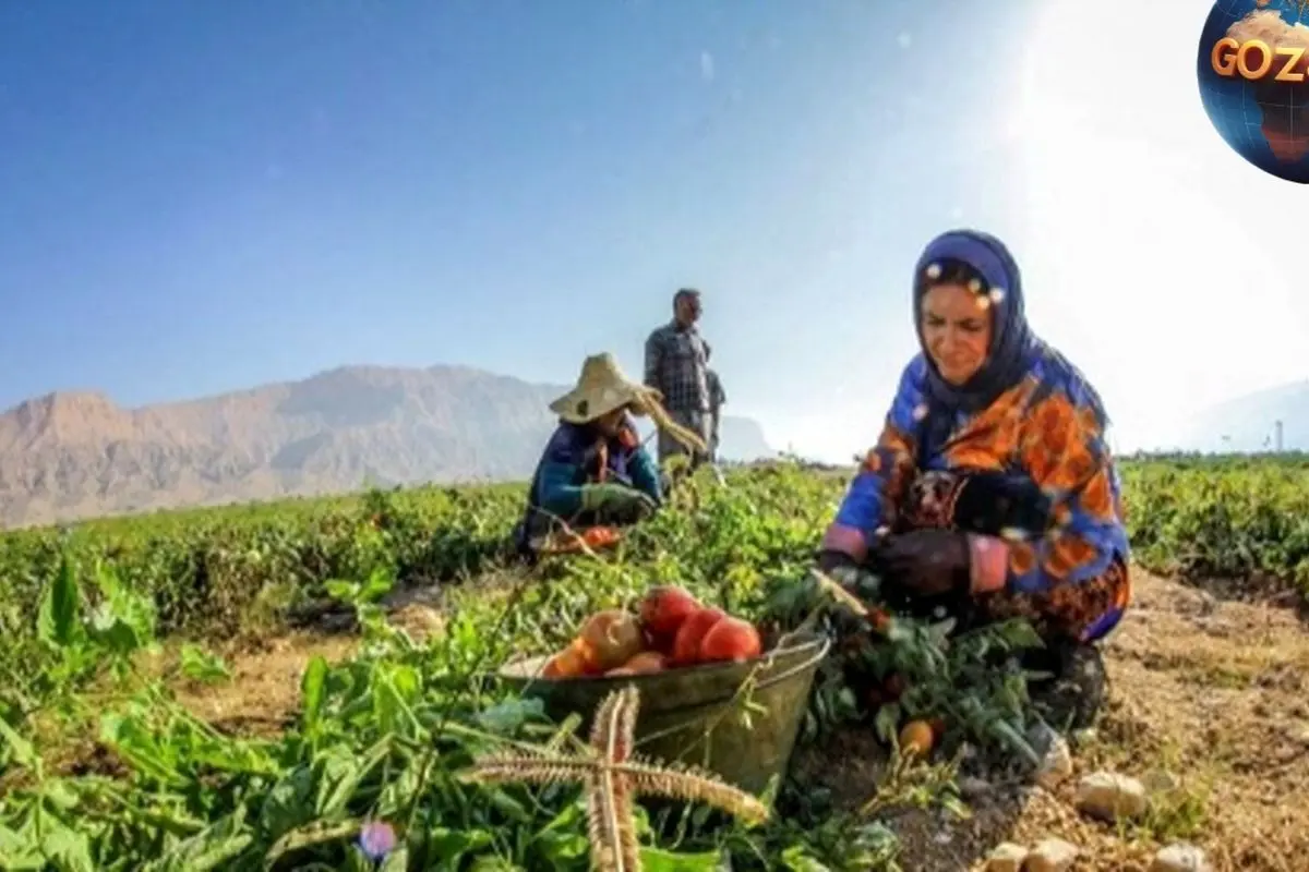 کشف خلاقیت بینظیر کشاورز تبریزی در پیوند زدن درختان گردو و ساخت حماسهای متفاوت