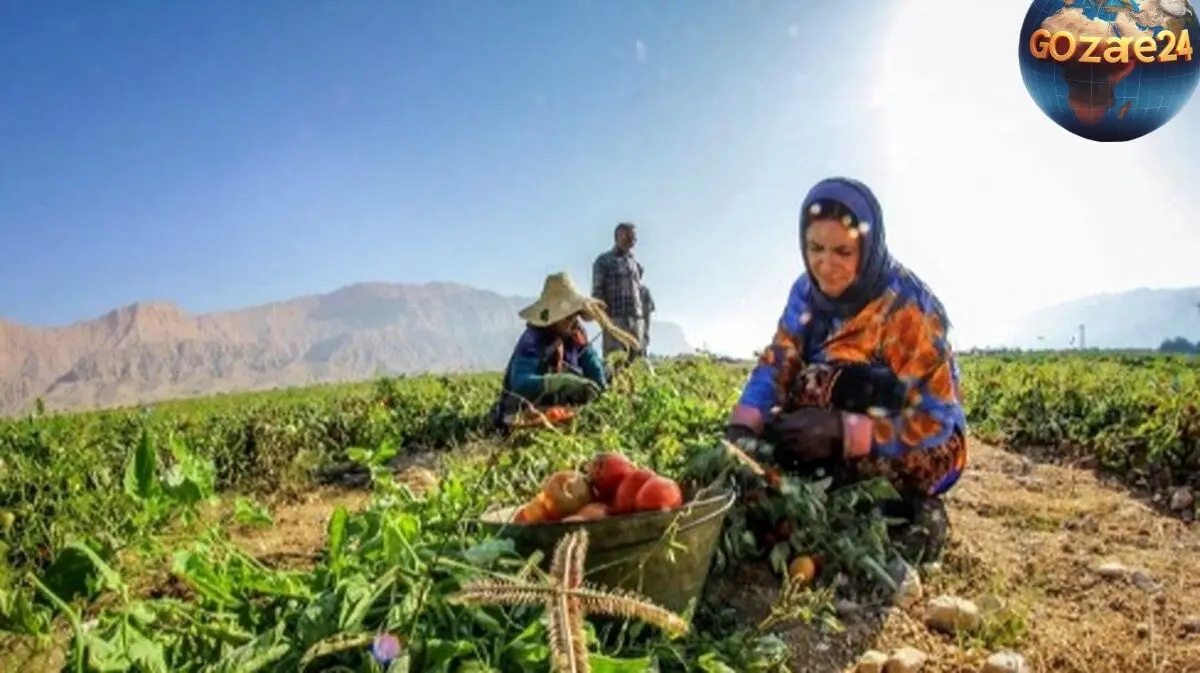 کشف خلاقیت بی‌نظیر کشاورز تبریزی در پیوند زدن درختان گردو و ساخت حماسه‌ای متفاوت