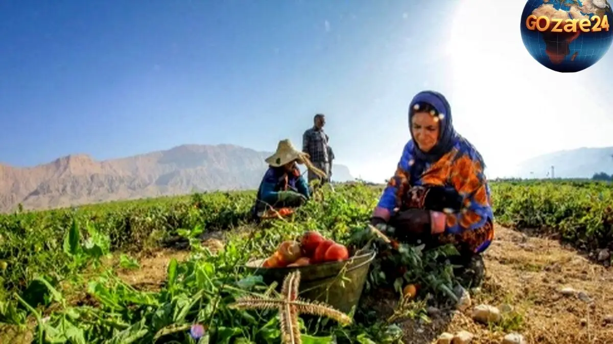 کشف خلاقیت بی‌نظیر کشاورز تبریزی در پیوند زدن درختان گردو و ساخت حماسه‌ای متفاوت