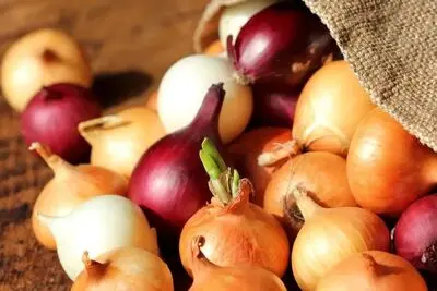 پیاز مونده رو بخوریم یا بهتره دور بریزیم؟!!
