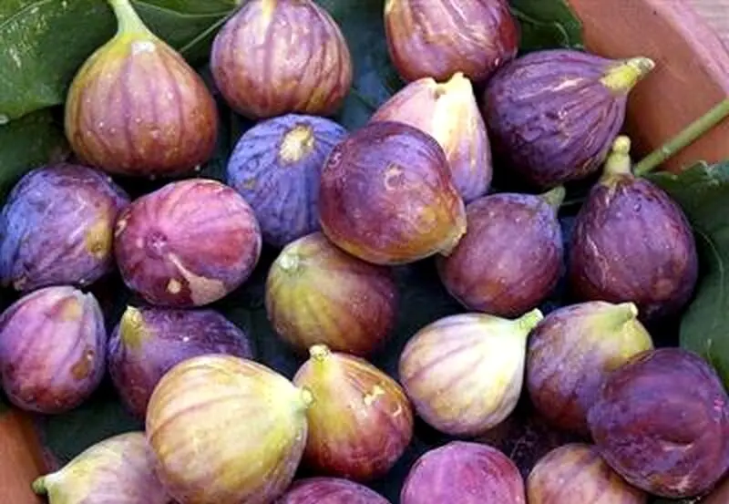 تعبیر خواب انجیر: از نگاه سنتی تا روان‌شناسی مدرن در ۷ روایت