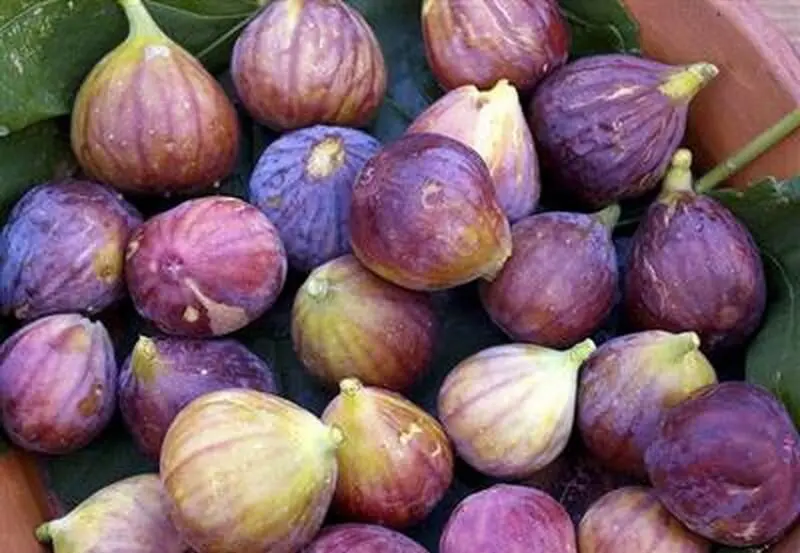 تعبیر خواب انجیر: از نگاه سنتی تا روان‌شناسی مدرن در ۷ روایت