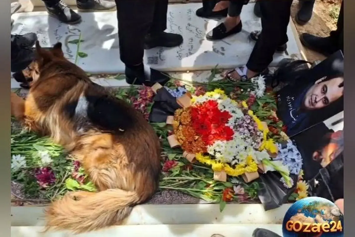 گریه‌های تلخ و احساسی سگ رضا داوودنژاد بر سر مزارش؛ وفاداری بی‌نظیر حیوان و یادبودی دل‌نشین