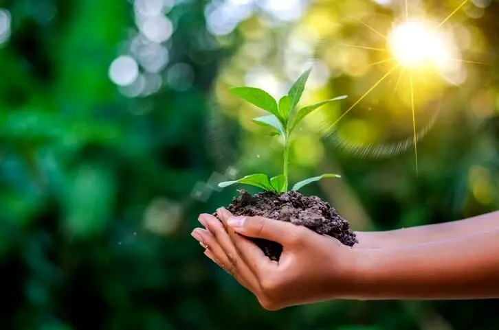 تعبیر خواب باغبان: از نگاه سنتی تا روان‌شناسی مدرن در ۷ روایت