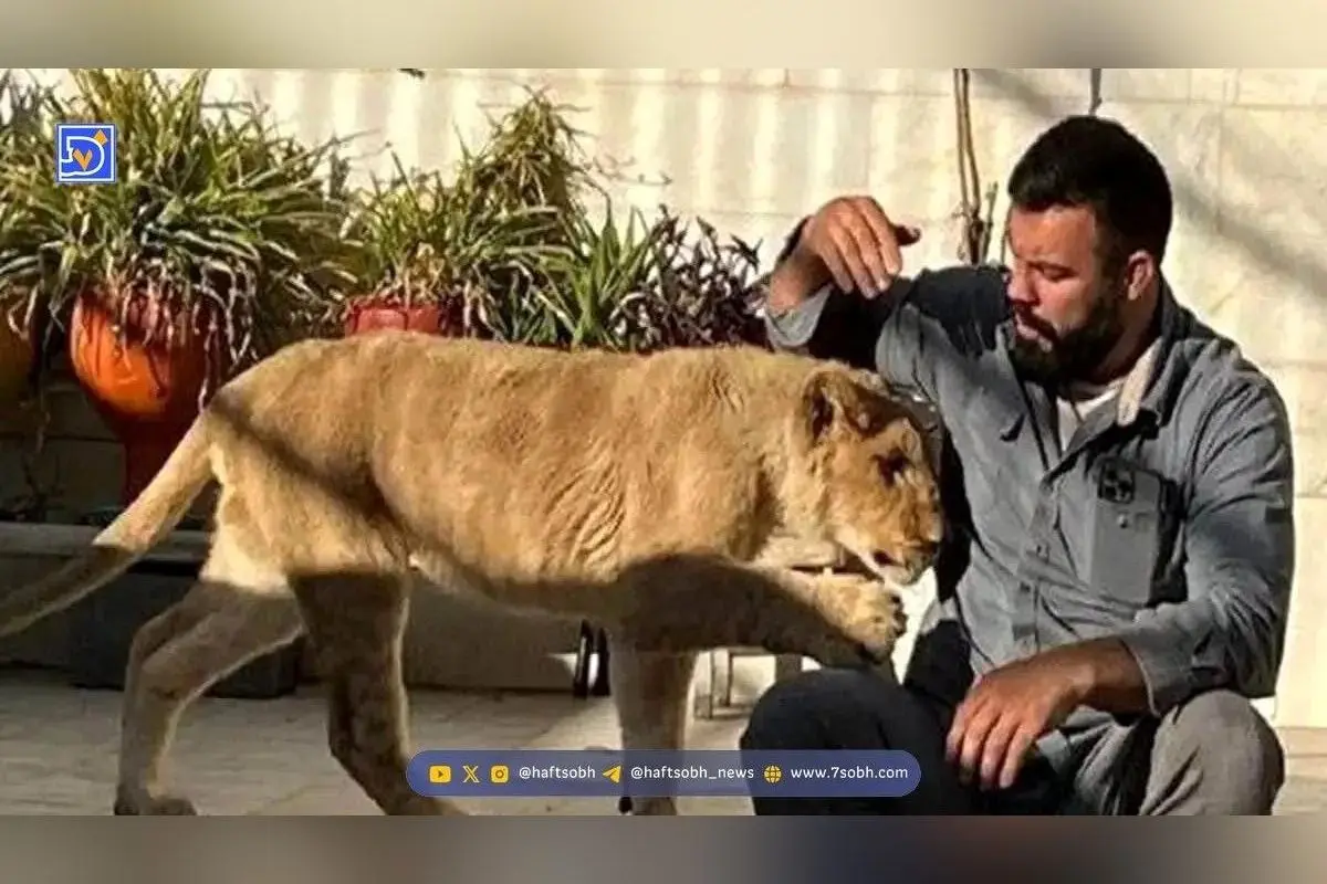مرگ تلخ توله شیر امیر علیاکبری در پارک ارم؛ واکنشها و جزئیات حادثه