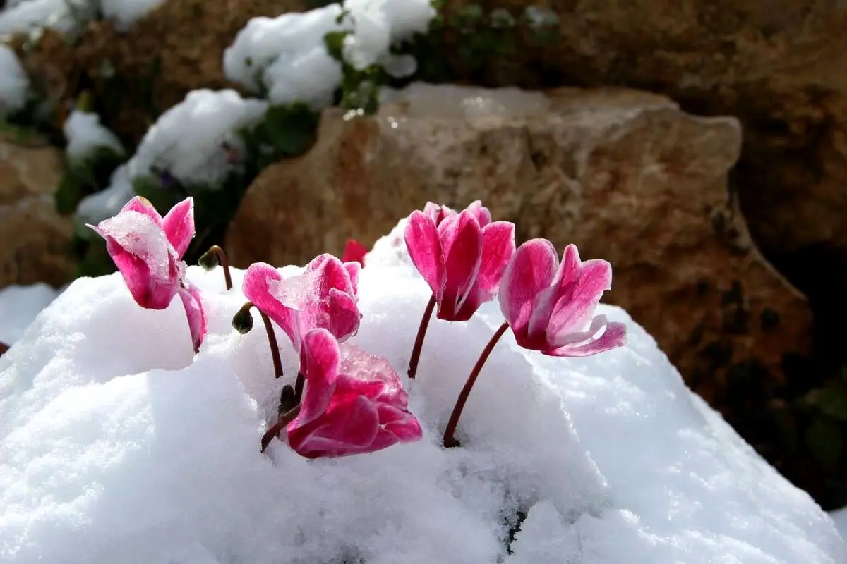 متن الهام‌بخش روز ۲۴ اسفند ۱۴۰۳ | شکوفه‌های امید در زمستان