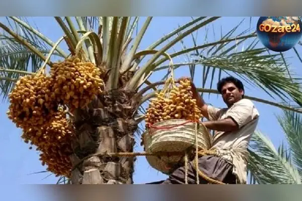 عکس خلاقیت خنده دار باغدار ایرانی در نگهداری از خرماهایش با نامه تهدیدآمیز و حماسی