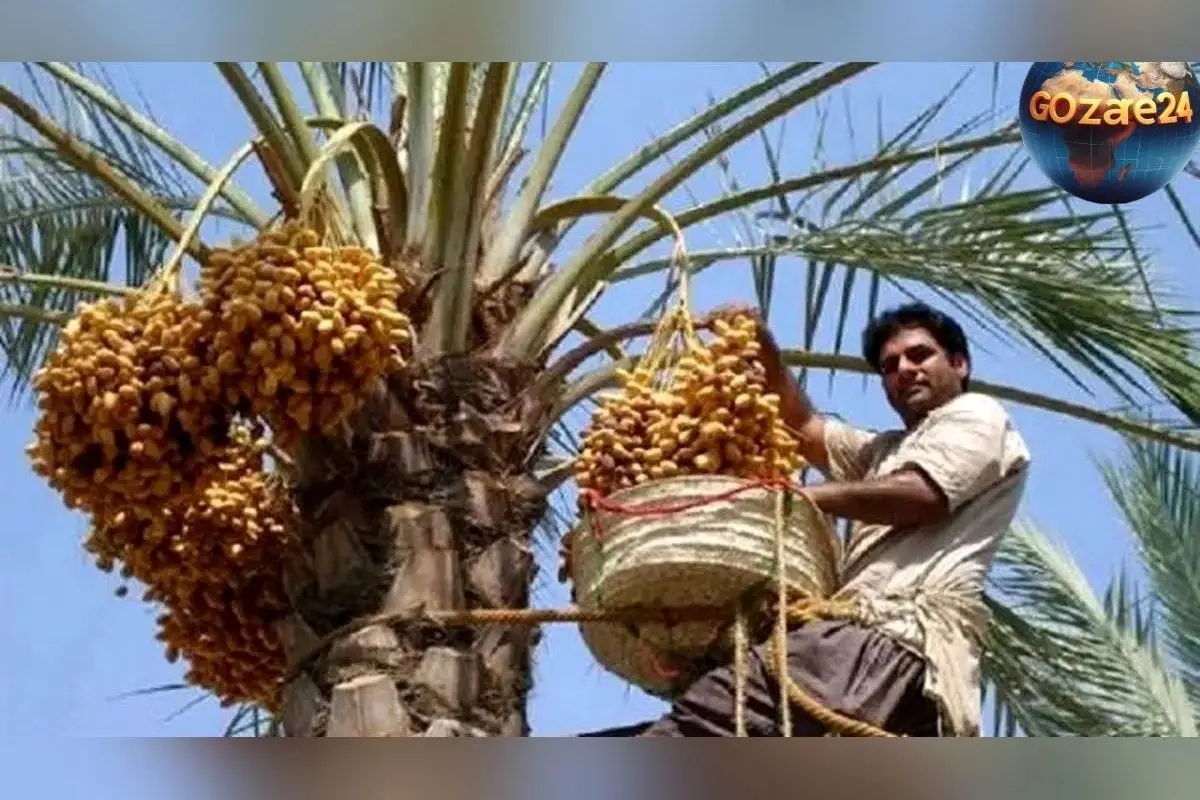 عکس خلاقیت خنده دار باغدار ایرانی در نگهداری از خرماهایش با نامه تهدیدآمیز و حماسی