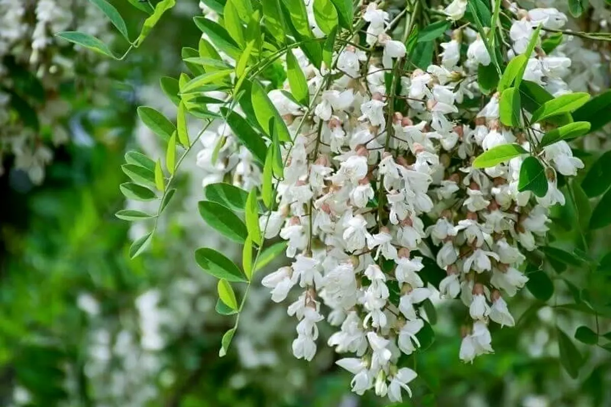 تعبیر خواب اقاقیا: از نگاه سنتی تا روانشناسی مدرن در ۷ روایت