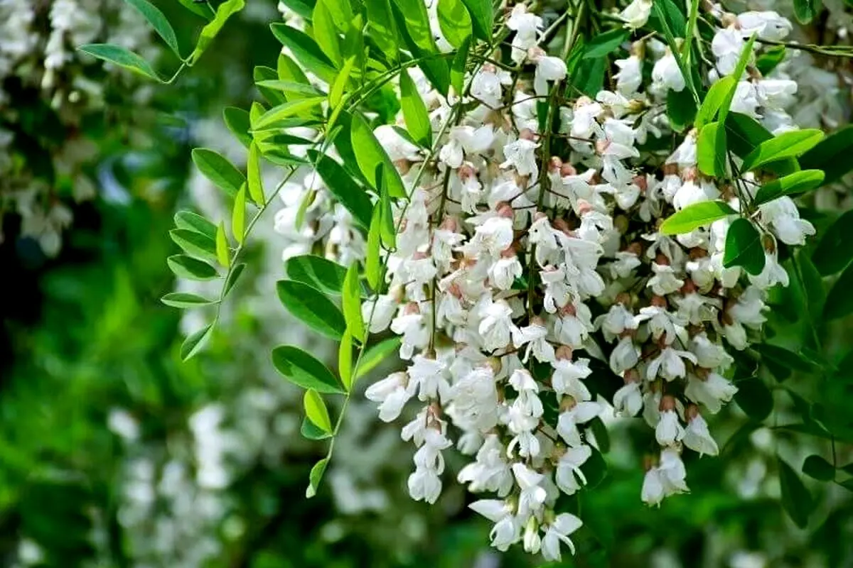 تعبیر خواب اقاقیا: از نگاه سنتی تا روان‌شناسی مدرن در ۷ روایت