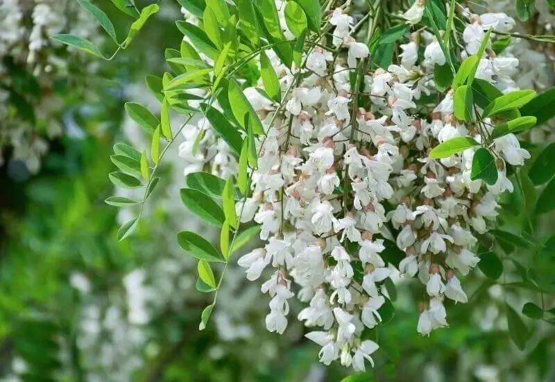 تعبیر خواب اقاقیا: از نگاه سنتی تا روان‌شناسی مدرن در ۷ روایت