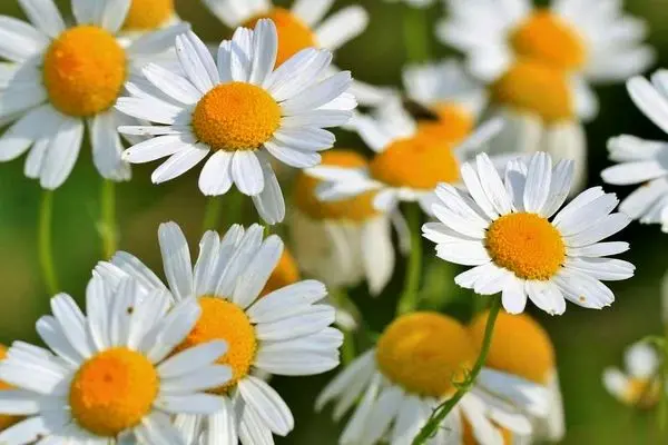 تعبیر خواب بابونه: از نگاه سنتی تا روان‌شناسی مدرن در ۷ روایت