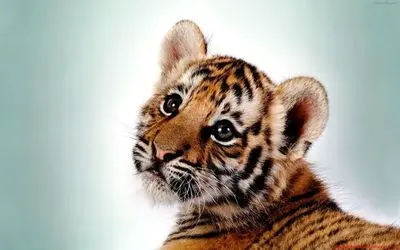فیلم بچه ببر بامزه 