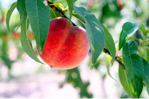 تعبیر خواب هلو: از نگاه سنتی تا روان‌شناسی مدرن در ۷ روایت